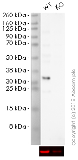 Western blot - Anti-NQO1 antibody [EPR3309] - BSA and Azide free (AB239896), expandable thumbnail