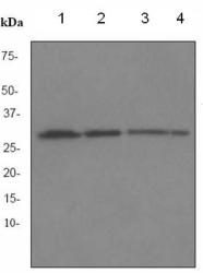 Western blot - Anti-NQO1 antibody [EPR3310] - BSA and Azide free (AB247507)
