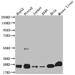 Western blot - Anti-NQO2 antibody [8E12] (AB314191)
