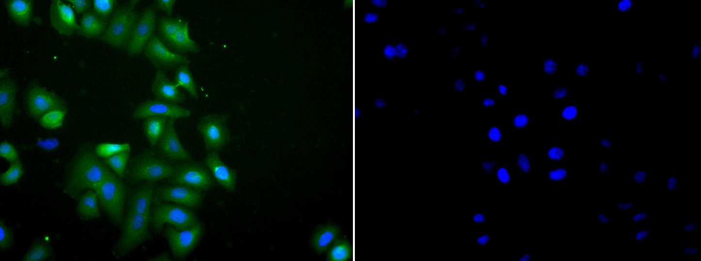 Immunocytochemistry/ Immunofluorescence - Anti-NQO2 antibody (AB236917), expandable thumbnail