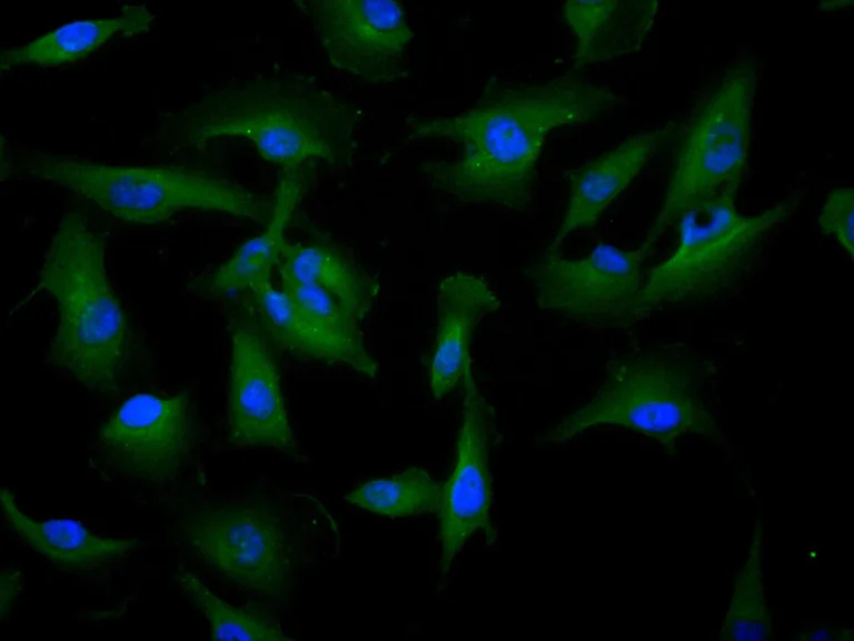 Immunocytochemistry/ Immunofluorescence - Anti-NQO2 antibody (AB236917)