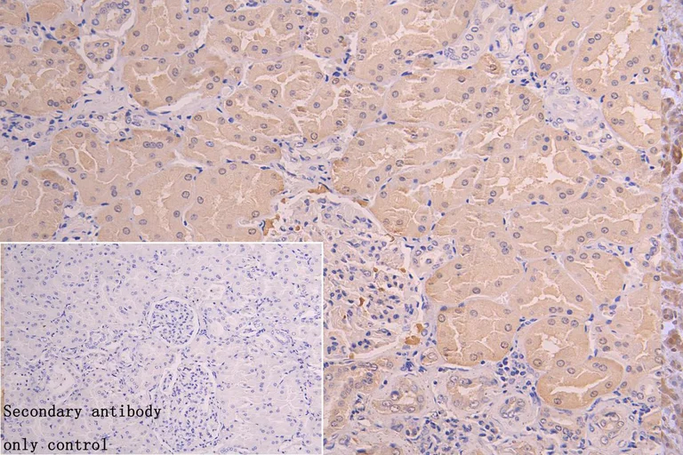 Immunohistochemistry (Formalin/PFA-fixed paraffin-embedded sections) - Anti-NQO2 antibody (AB236917)