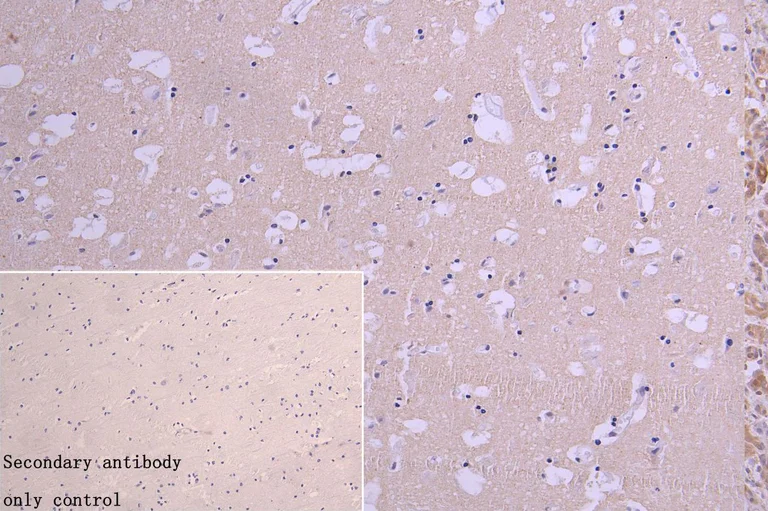 Immunohistochemistry (Formalin/PFA-fixed paraffin-embedded sections) - Anti-NQO2 antibody (AB236917)