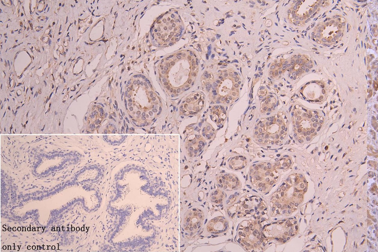 Immunohistochemistry (Formalin/PFA-fixed paraffin-embedded sections) - Anti-NQO2 antibody (AB236917), expandable thumbnail