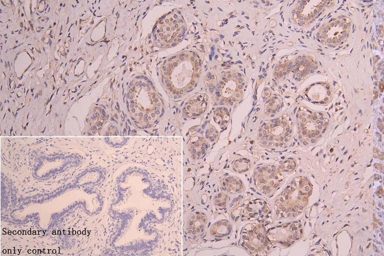 Immunohistochemistry (Formalin/PFA-fixed paraffin-embedded sections) - Anti-NQO2 antibody (AB236917)