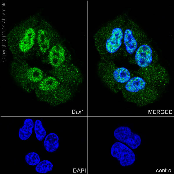 Immunocytochemistry/ Immunofluorescence - Anti-NR0B1 / Dax1 antibody [EP13786] - N-terminal (AB196649), expandable thumbnail