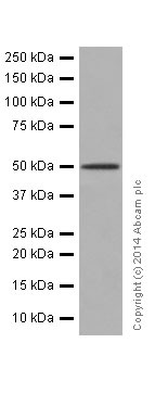 Western blot - Anti-NR0B1 / Dax1 antibody [EP13786] - N-terminal (AB196649), expandable thumbnail