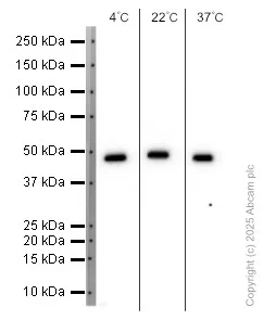Western blot - Anti-NR0B1 / Dax1 antibody [EP13786] - N-terminal (AB196649)
