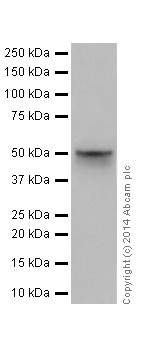 Western blot - Anti-NR0B1 / Dax1 antibody [EP13786] - N-terminal (AB196649), expandable thumbnail