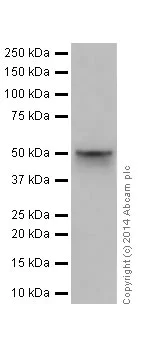 Western blot - Anti-NR0B1 / Dax1 antibody [EP13786] - N-terminal (AB196649)