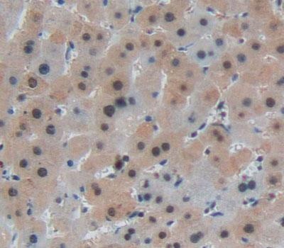 Immunohistochemistry (Formalin/PFA-fixed paraffin-embedded sections) - Anti-NR0B2 antibody (AB232841)