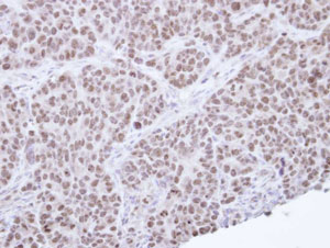 Immunohistochemistry (Formalin/PFA-fixed paraffin-embedded sections) - Anti-NR0B2 antibody (AB96605)