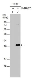 Western blot - Anti-NR0B2 antibody (AB96605)