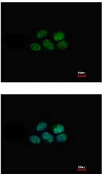 Immunocytochemistry/ Immunofluorescence - Anti-NR1D1 antibody (AB126271), expandable thumbnail