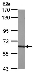 Western blot - Anti-NR1D1 antibody (AB126271), expandable thumbnail