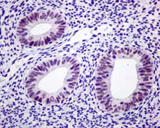 Immunohistochemistry (Formalin/PFA-fixed paraffin-embedded sections) - Anti-NR1D1 + NR1D2 / RVR antibody [EPR10376] (AB174309)