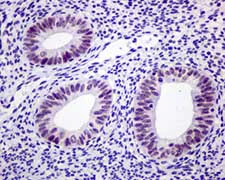 Immunohistochemistry (Formalin/PFA-fixed paraffin-embedded sections) - Anti-NR1D1 + NR1D2 / RVR antibody [EPR10376] (AB174309)