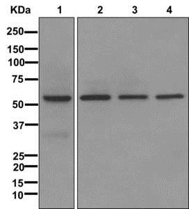 Western blot - Anti-NR1D1 + NR1D2 / RVR antibody [EPR10376] (AB174309)
