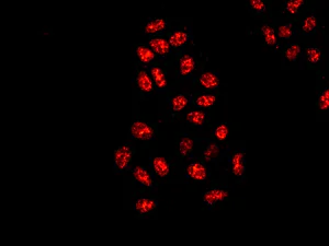 Immunocytochemistry/ Immunofluorescence - Anti-NR1D1 + NR1D2 / RVR antibody [EPR10376] - BSA and Azide free (AB236008)