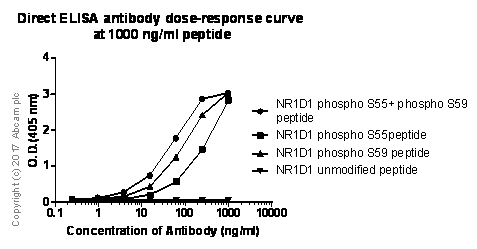 ELISA - Anti-NR1D1 (phospho S55 + S59) antibody [EPR18346-44] (AB191218)