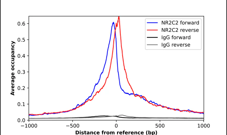 ChIP - Anti-NR2C2 Antibody (AB327185)