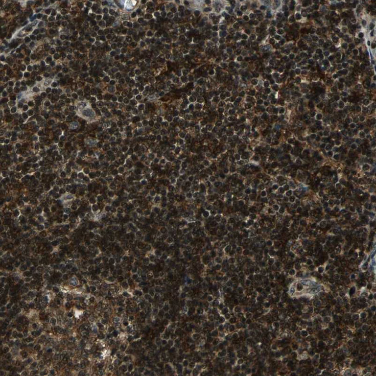 Immunohistochemistry (Formalin/PFA-fixed paraffin-embedded sections) - Anti-NR2C2 Antibody (AB327185)