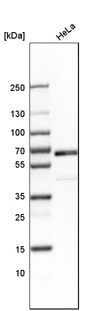 Western blot - Anti-NR2C2 Antibody (AB327185)