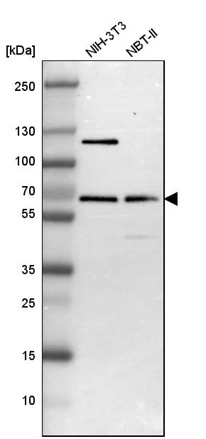 Western blot - Anti-NR2C2 Antibody (AB327185)