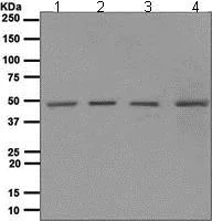 Western blot - Anti-NR2E1/Tailless/TLX antibody [EPR4491] - BSA and Azide free (AB247783)