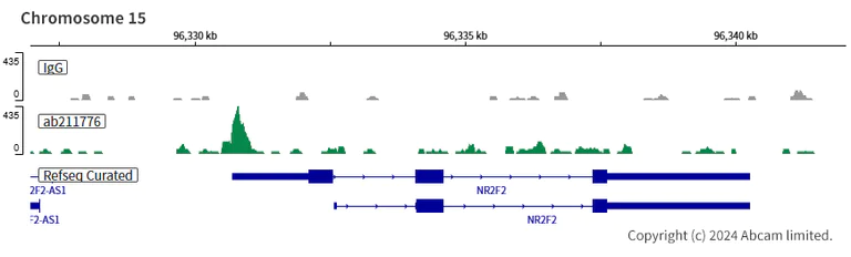 ChIC/CUT&RUN sequencing - Anti-NR2F2 antibody [EPR18442] (AB211776)