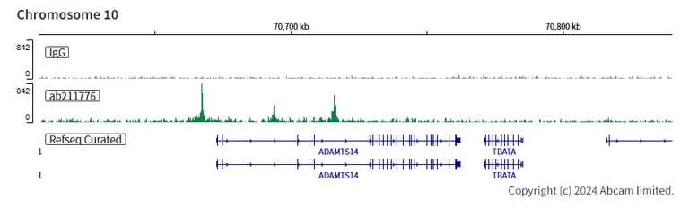 ChIC/CUT&RUN sequencing - Anti-NR2F2 antibody [EPR18442] (AB211776)