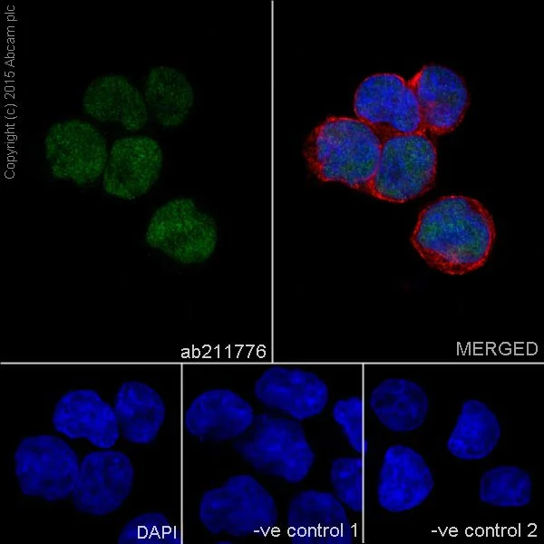 Immunocytochemistry/ Immunofluorescence - Anti-NR2F2 antibody [EPR18442] - BSA and Azide free (AB240386)