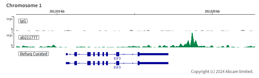 Anti-NR2F2 antibody [EPR18443]