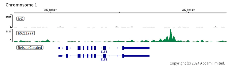 ChIC/CUT&RUN sequencing - Anti-NR2F2 antibody [EPR18443] (AB211777)
