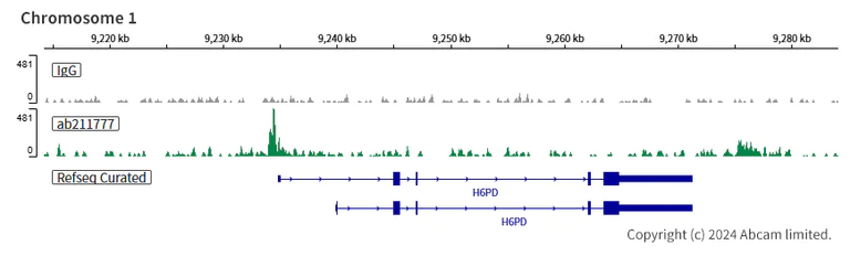 ChIC/CUT&RUN sequencing - Anti-NR2F2 antibody [EPR18443] (AB211777)