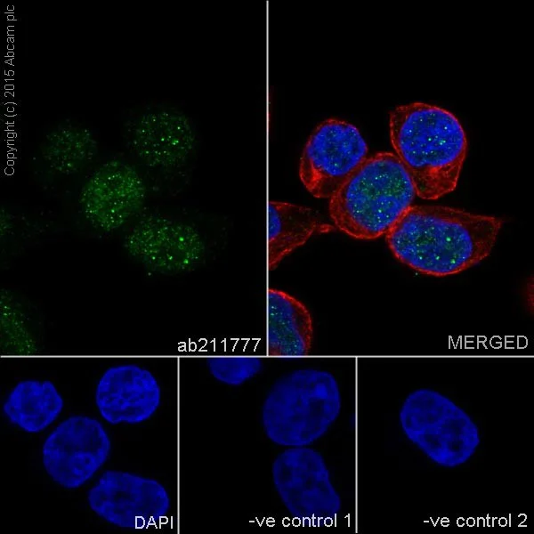 Immunocytochemistry/ Immunofluorescence - Anti-NR2F2 antibody [EPR18443] (AB211777)
