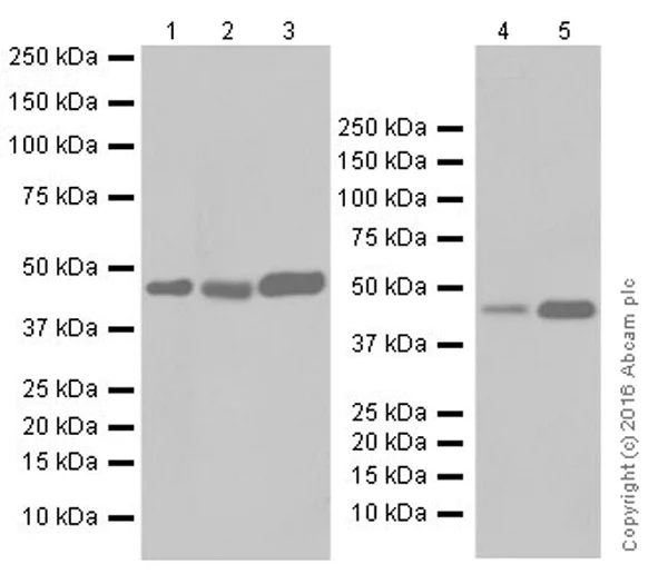 Western blot - Anti-NR2F2 antibody [EPR18443] (AB211777)