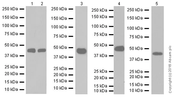 Western blot - Anti-NR2F2 antibody [EPR18443] (AB211777)