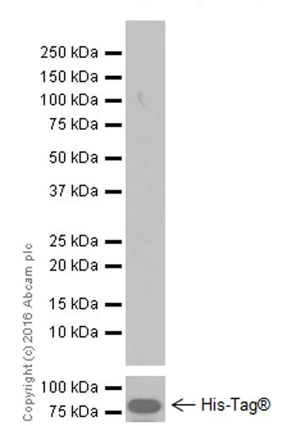 Western blot - Anti-NR2F2 antibody [EPR18443] (AB211777)