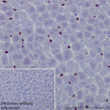 Immunohistochemistry (Formalin/PFA-fixed paraffin-embedded sections) - Anti-NR2F2 antibody [EPR18443] - BSA and Azide free (AB240387)