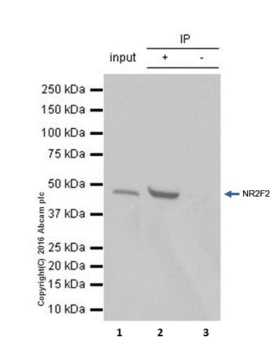 Immunoprecipitation - Anti-NR2F2 antibody [EPR18443] - BSA and Azide free (AB240387)