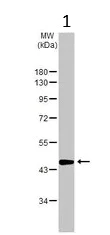 Western blot - Anti-NR2F6/EAR-2 antibody (AB137496)