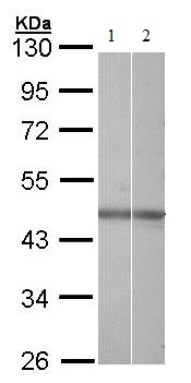 Western blot - Anti-NR2F6/EAR-2 antibody (AB137496), expandable thumbnail