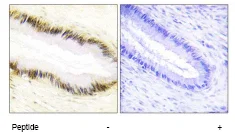 Immunohistochemistry (Formalin/PFA-fixed paraffin-embedded sections) - Anti-NR2F6/EAR-2 antibody (AB65012)