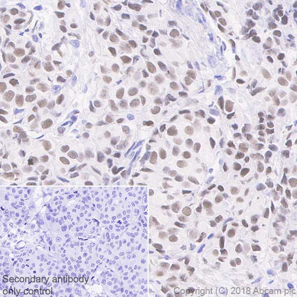 Immunohistochemistry (Formalin/PFA-fixed paraffin-embedded sections) - Anti-NR2F6/EAR-2 antibody [EPR22260] - BSA and Azide free (AB242018), expandable thumbnail