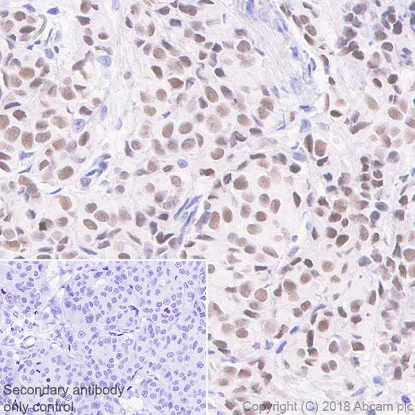 Immunohistochemistry (Formalin/PFA-fixed paraffin-embedded sections) - Anti-NR2F6/EAR-2 antibody [EPR22260] - BSA and Azide free (AB242018)
