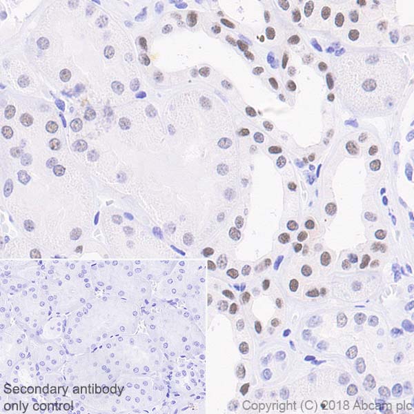 Immunohistochemistry (Formalin/PFA-fixed paraffin-embedded sections) - Anti-NR2F6/EAR-2 antibody [EPR22260] - BSA and Azide free (AB242018), expandable thumbnail