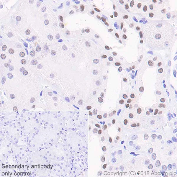 Immunohistochemistry (Formalin/PFA-fixed paraffin-embedded sections) - Anti-NR2F6/EAR-2 antibody [EPR22260] - BSA and Azide free (AB242018)