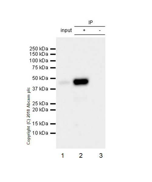 Immunoprecipitation - Anti-NR2F6/EAR-2 antibody [EPR22260] - BSA and Azide free (AB242018), expandable thumbnail