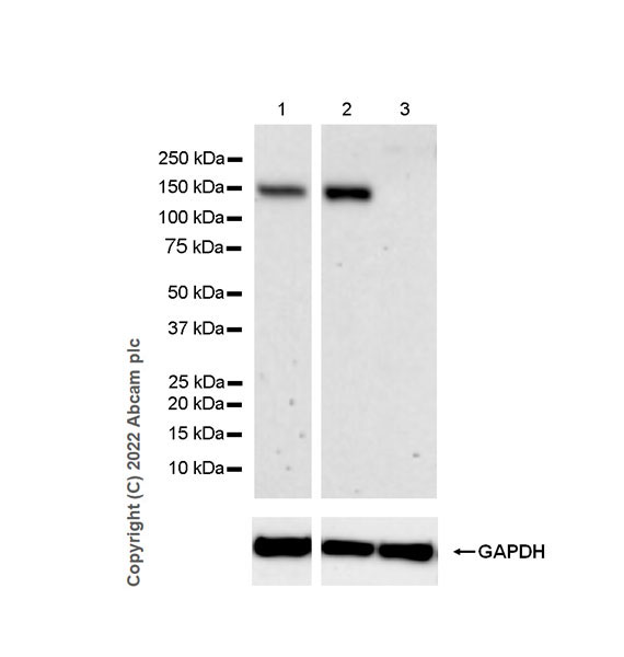 Western blot - Anti-NR3A antibody [EPR25287-60] - BSA and Azide free (AB302517), expandable thumbnail